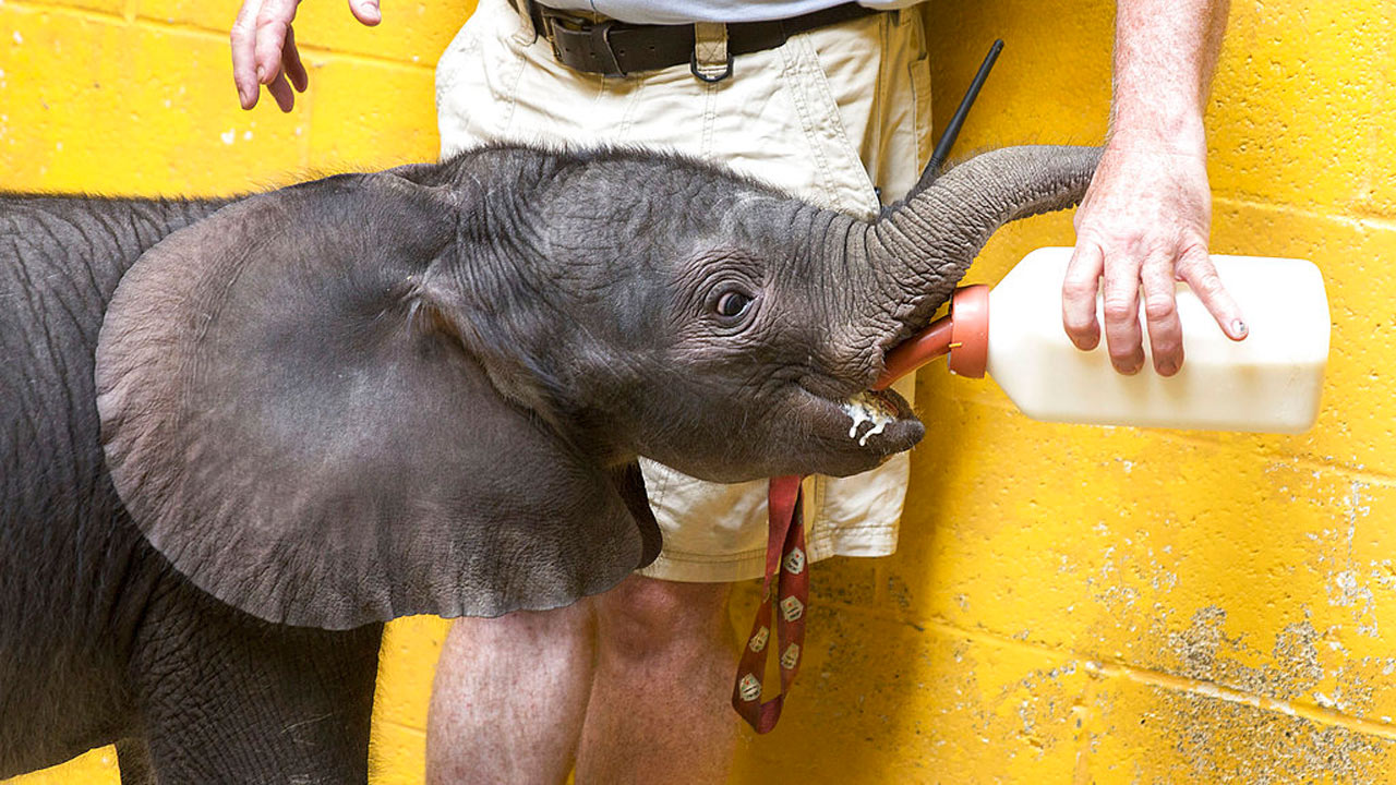 baby-elephant_338841