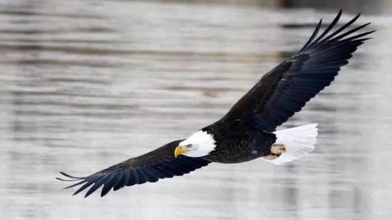 bald eagle_300346