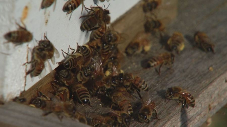 bees-for-wb_254370