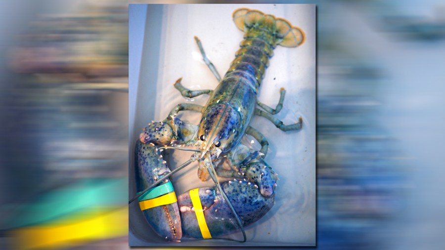 BLUE-LOBSTER_337758