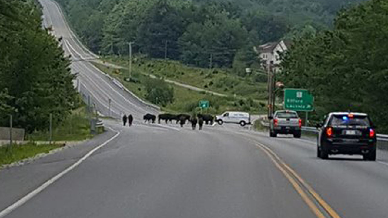 buffalo_337679