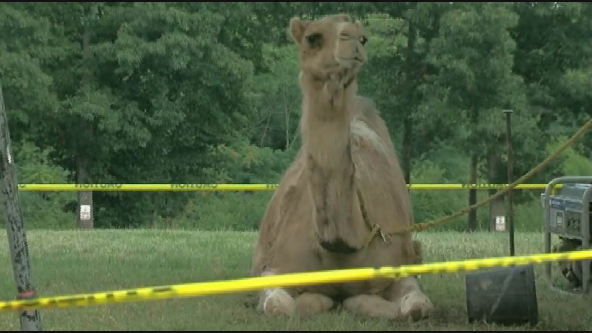 camel-tape (1)_336897