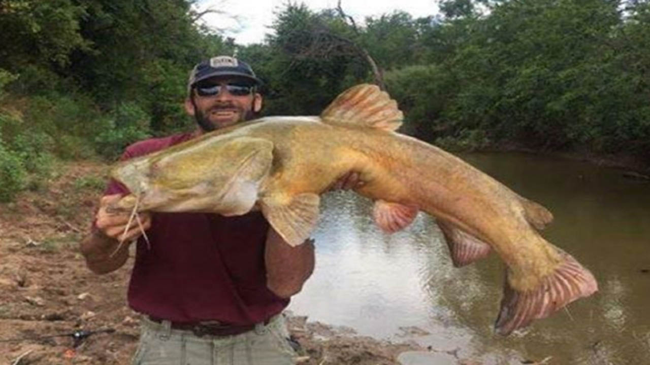 catfish_337568