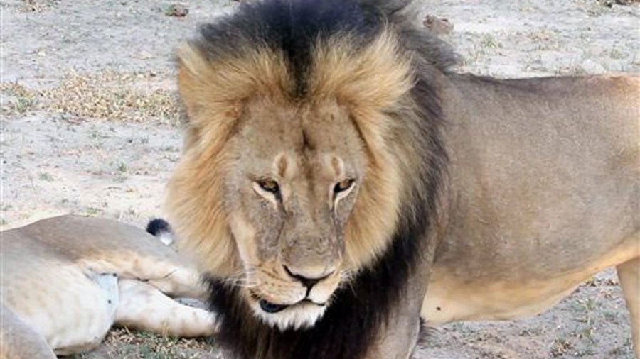 cecil_338191