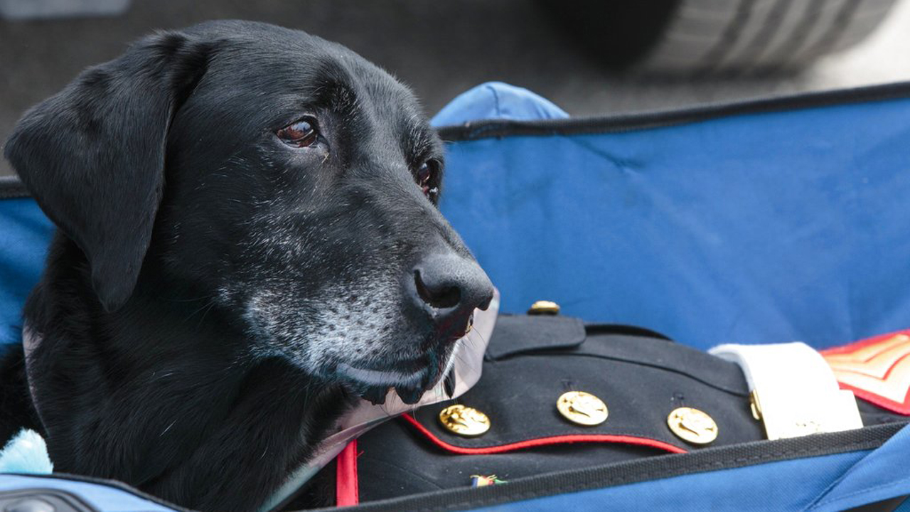 Military Dog Farewell_339792