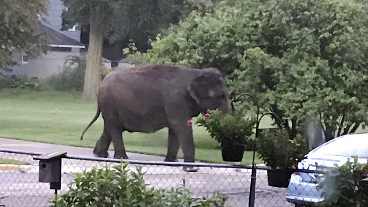 Wisconsin-Wayward Elephant_330272