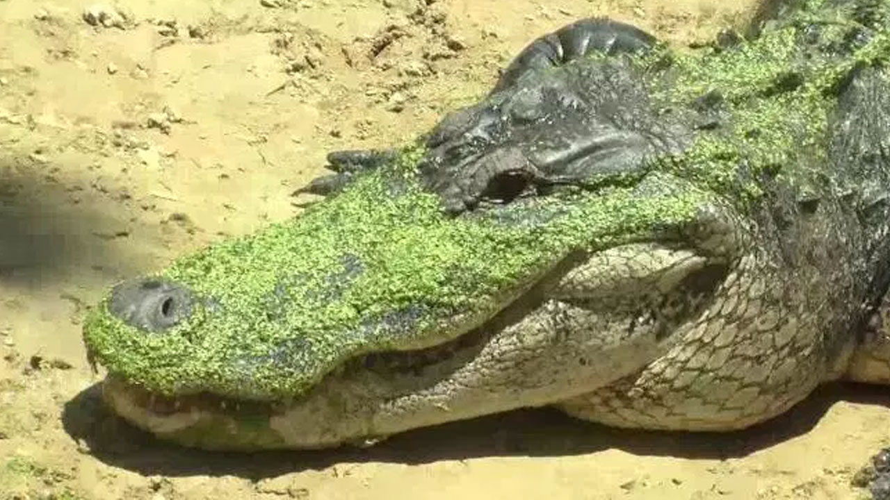gator_334399
