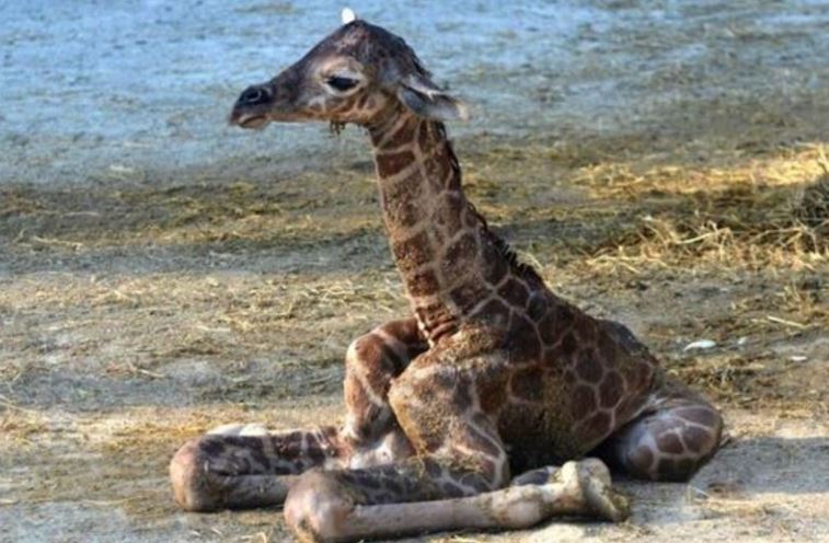 giraffe2_337276