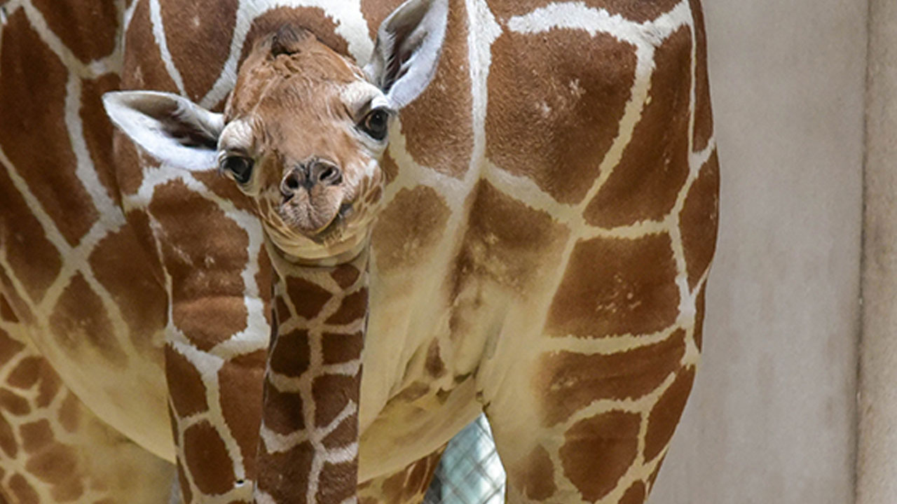 giraffe_323677