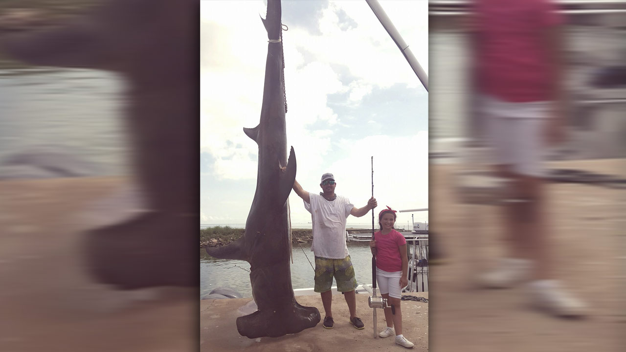 hammerhead-shark-record_334920