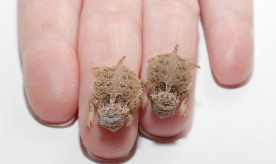 horned-lizard-hatchling_340710