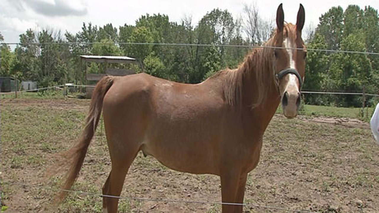 horses_337559