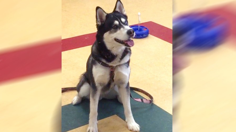 HUSKY_338754