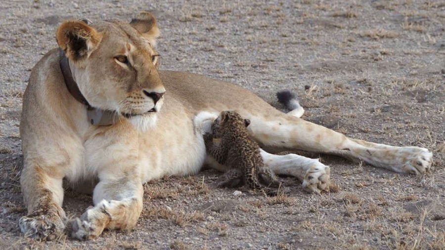 Tanzania Lion and Leopard Cub_336646