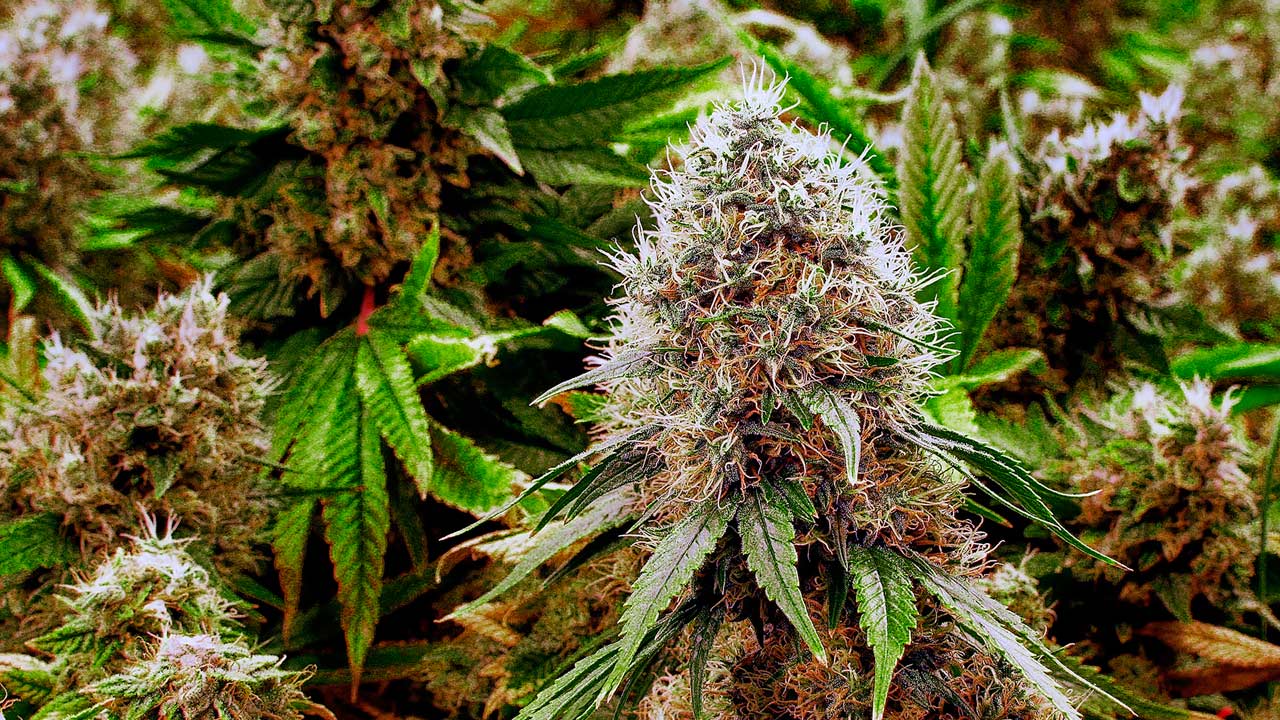 marijuana-pregnancy_222321