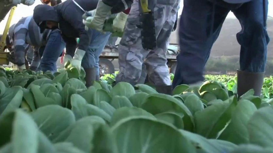 migrant-workers-field_338972