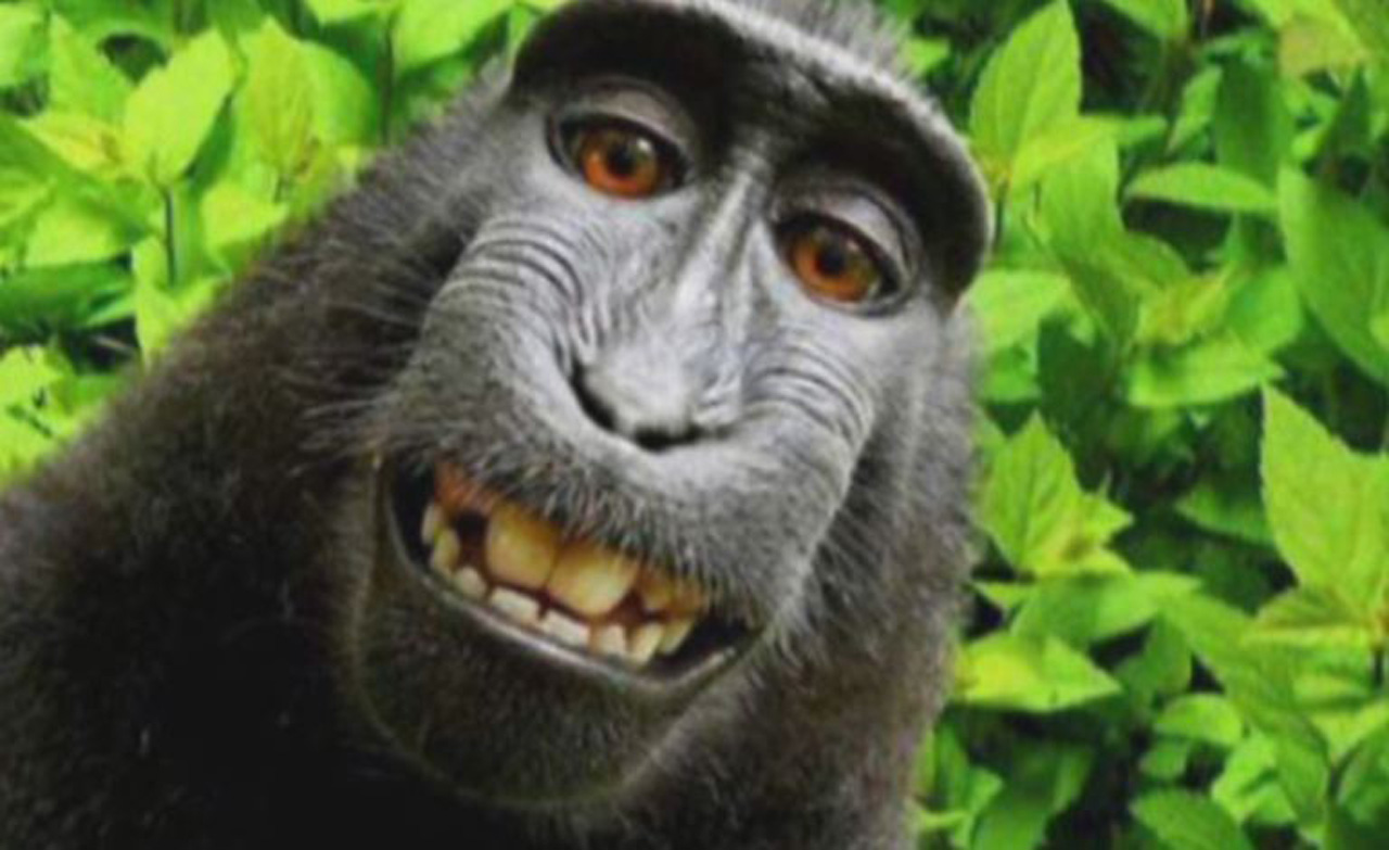 monkey selfie_336149
