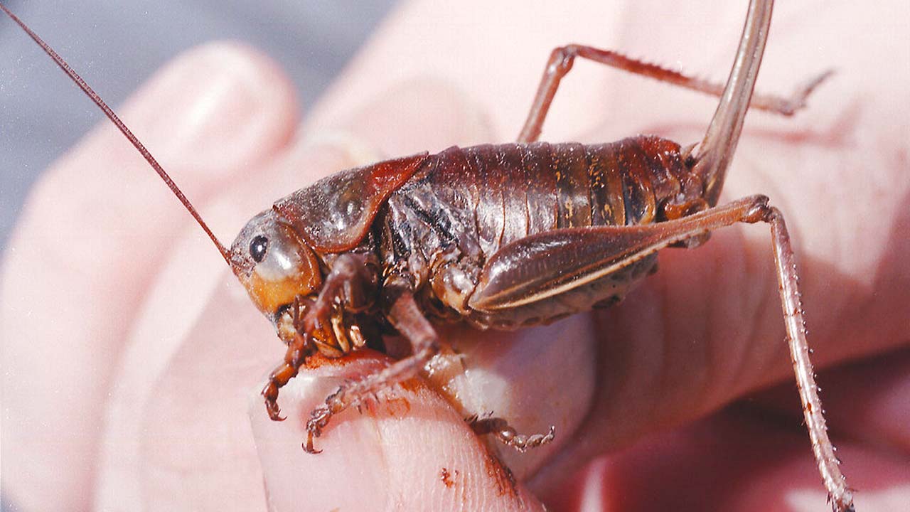 MORMON-CRICKETS_336507
