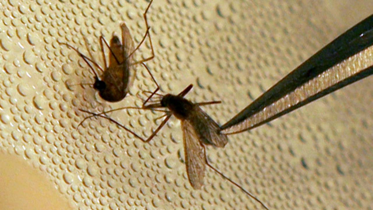mosquito_336626