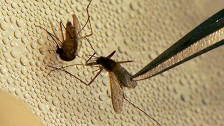 mosquito_336626