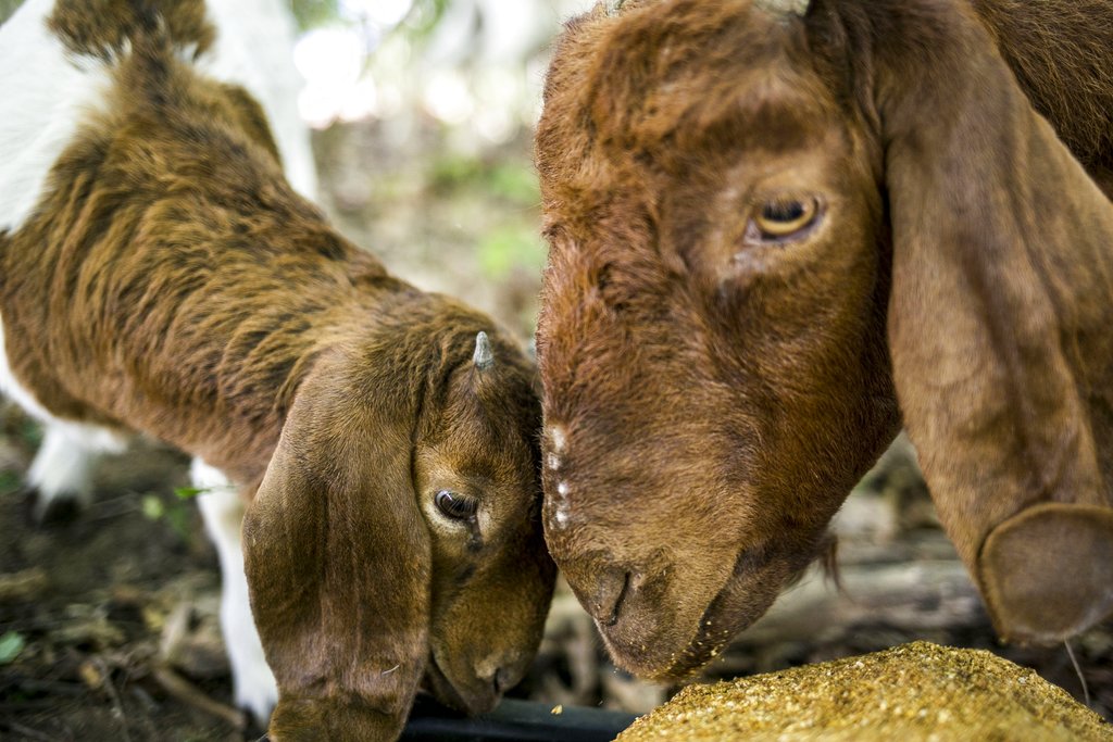 WMU hires goats to clear landscape on campus_336569