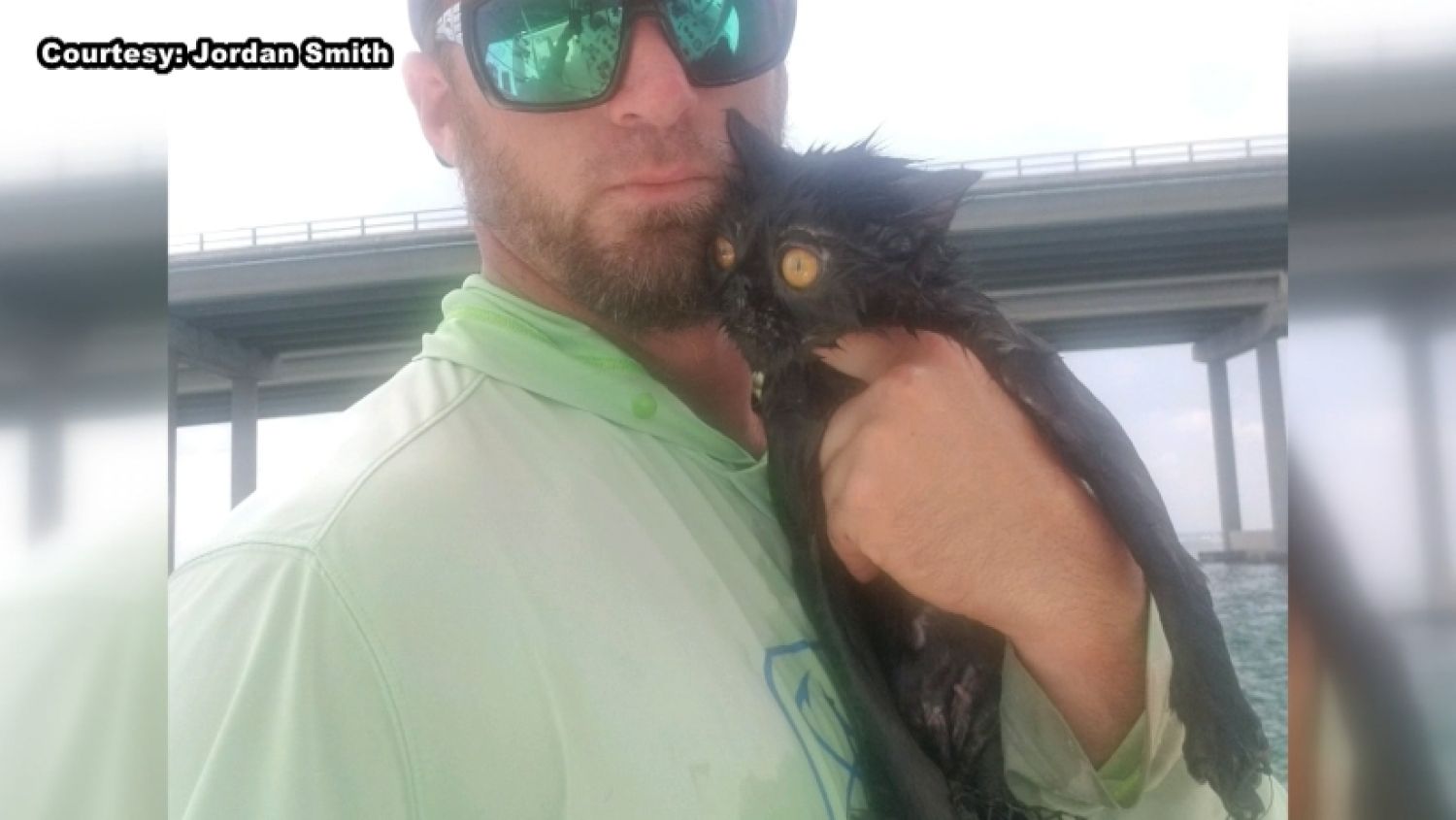 Cat rescued in Florida_340595