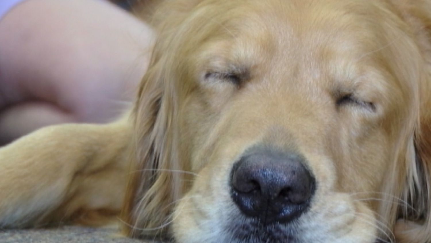 NC_comfortdogs0815_1500x845_339356