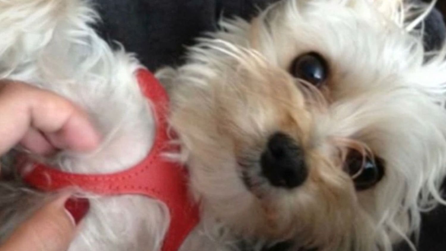 NC_dogkilled0719_1500x845_337765