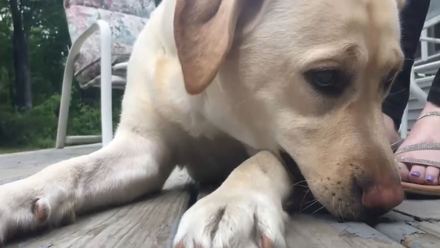 Dog overdose_340589
