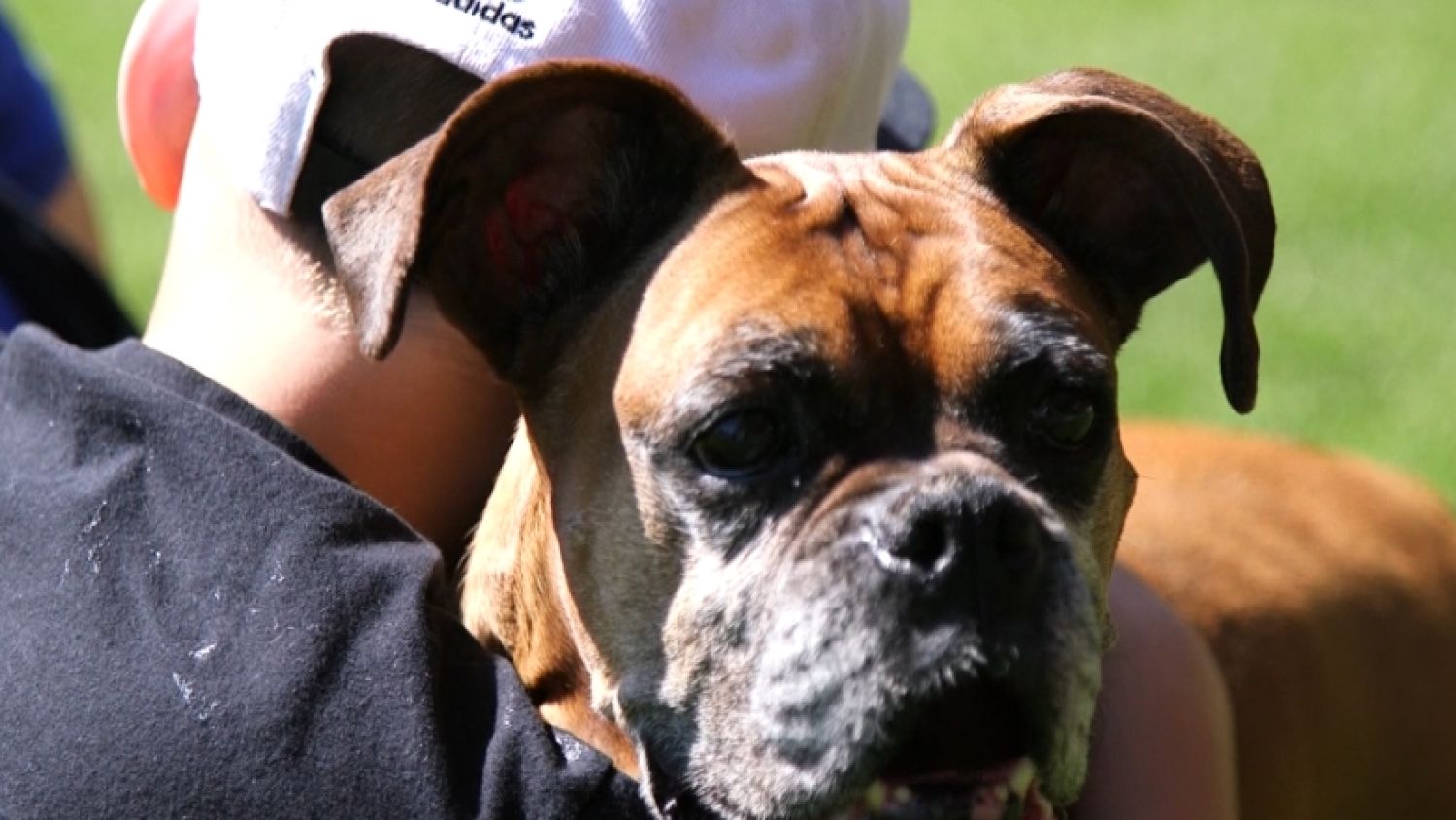 NC_euthanasiadog0728_1500x845_340111