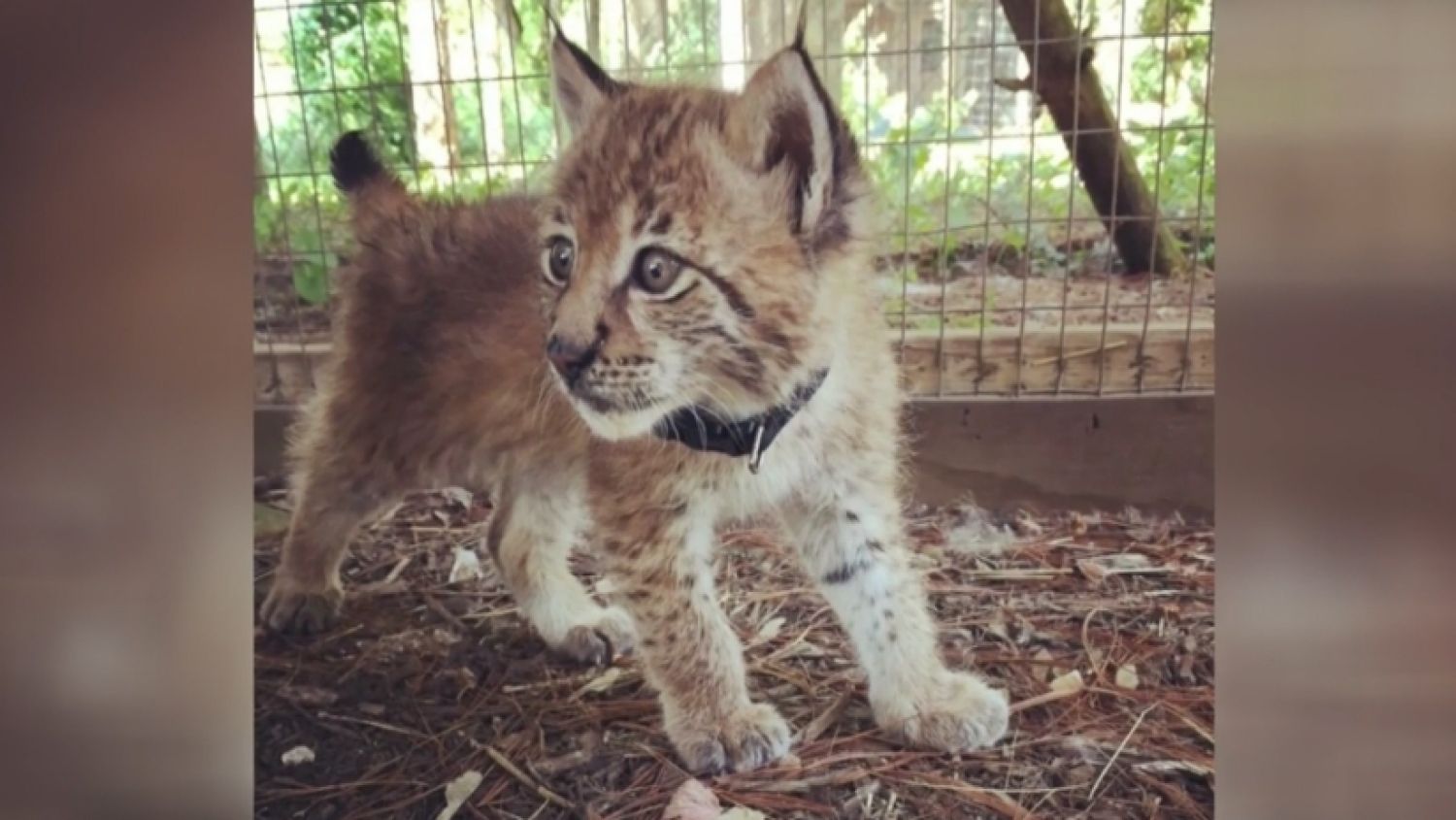 NC_missinglynx0705_1500x845_332698