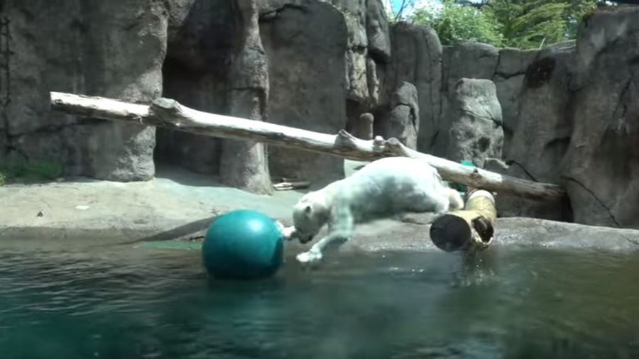 nora-polar-bear_338819