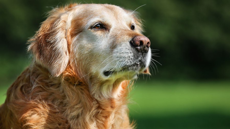 Golden retriever dog_337963