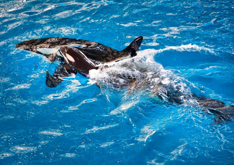 SeaWorld Orca Death_339071