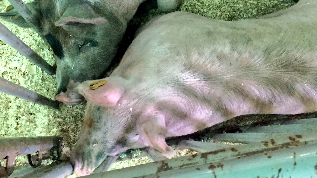 pigs 1_336774