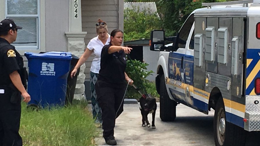 pit-bull-3_331299
