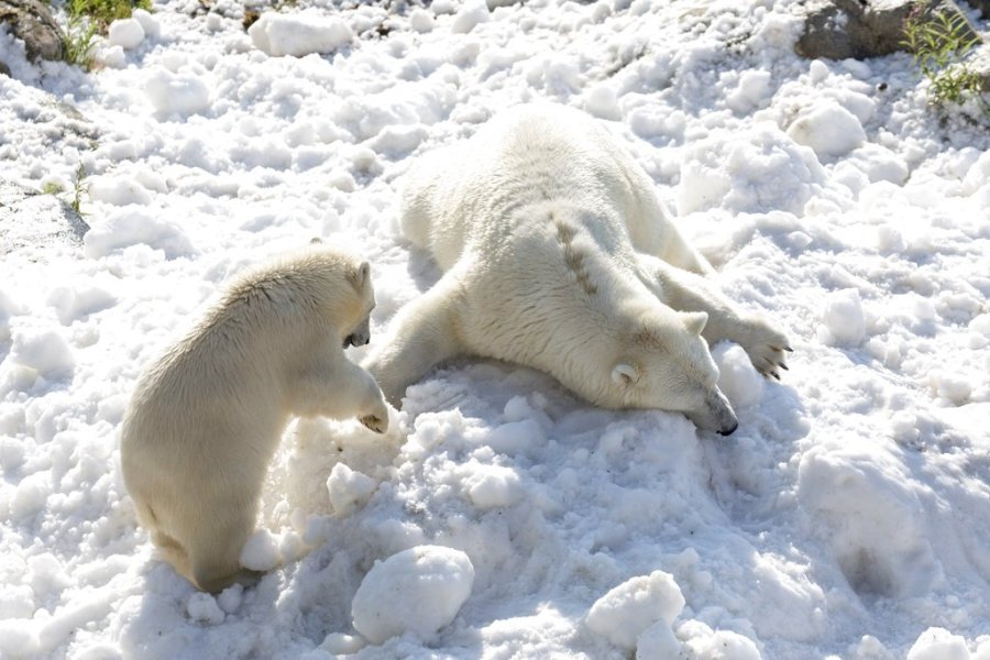 Finland Polar Bears_339963