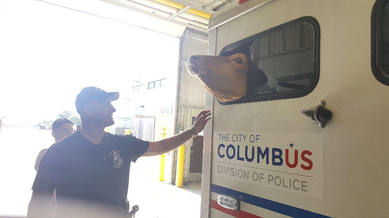 police and cow 1_332840