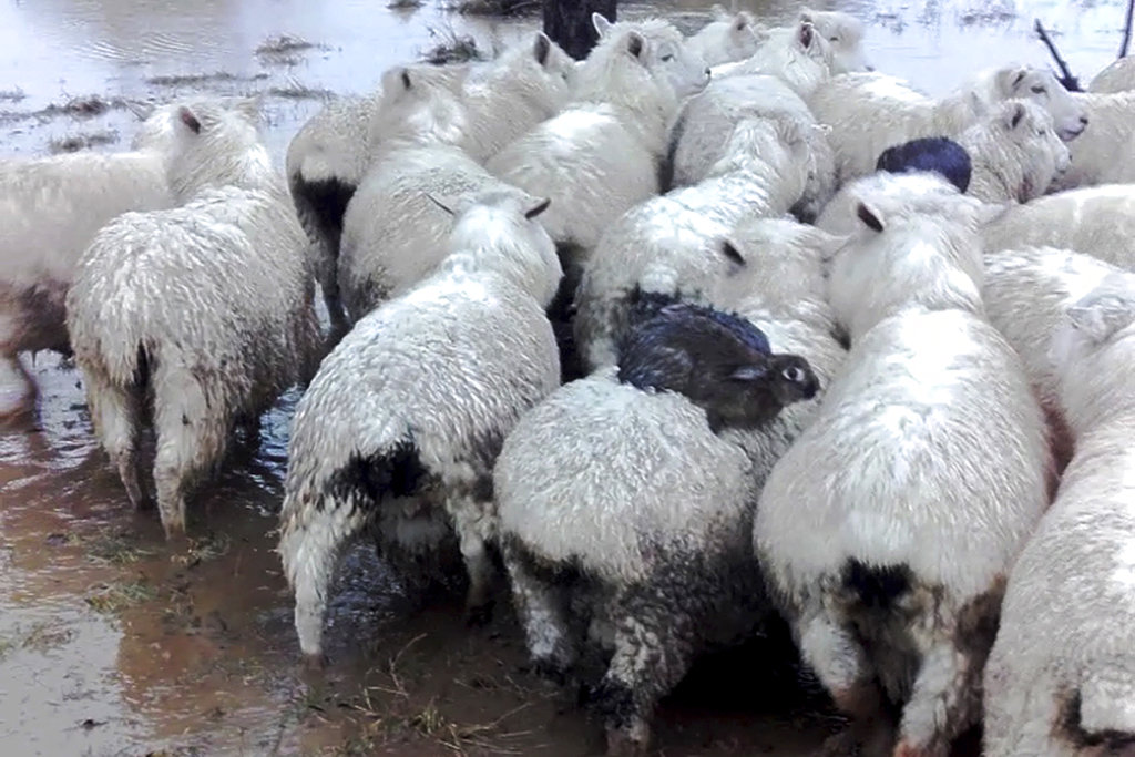 New Zealand Rabbits Surf Sheep_339325