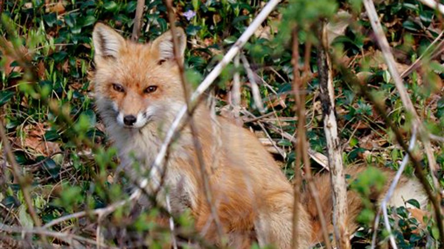 red-fox_333682