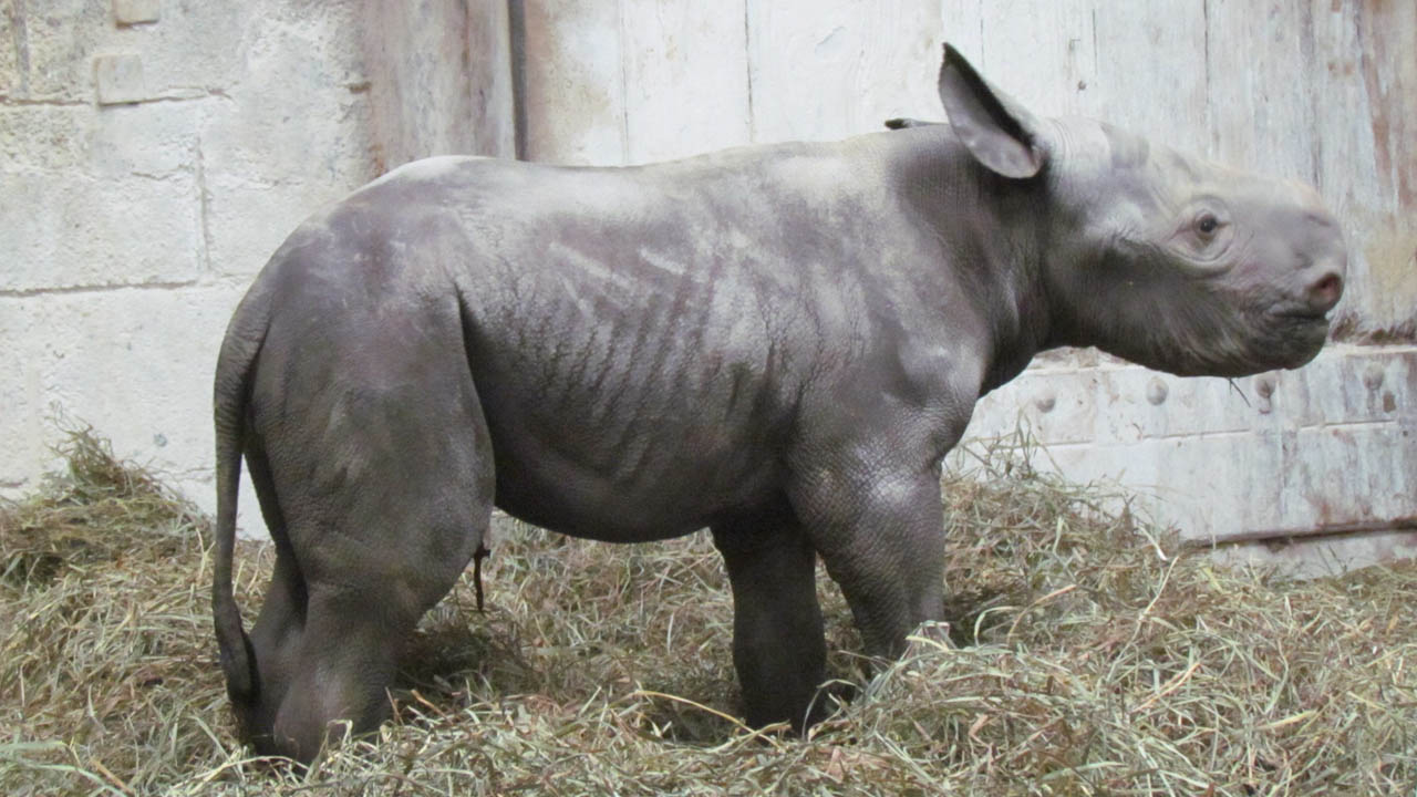 rhinoweb_337466