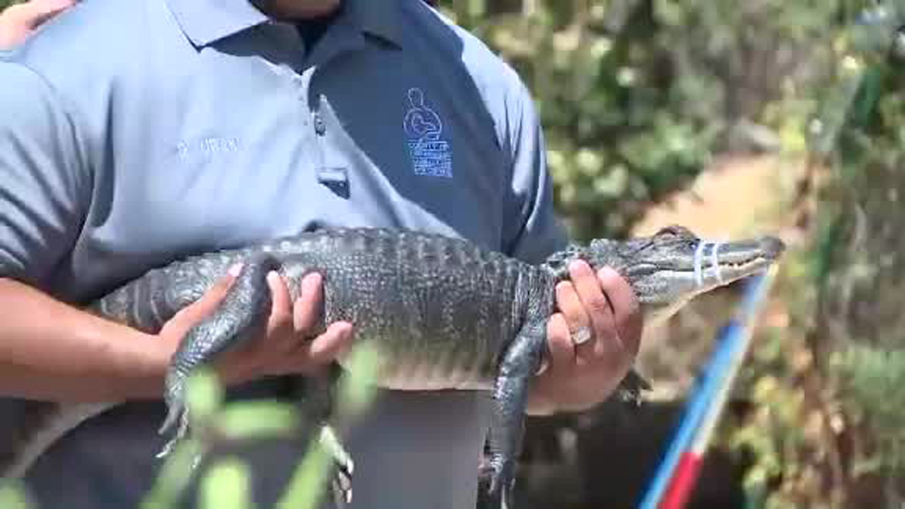 snakes and gators_333779