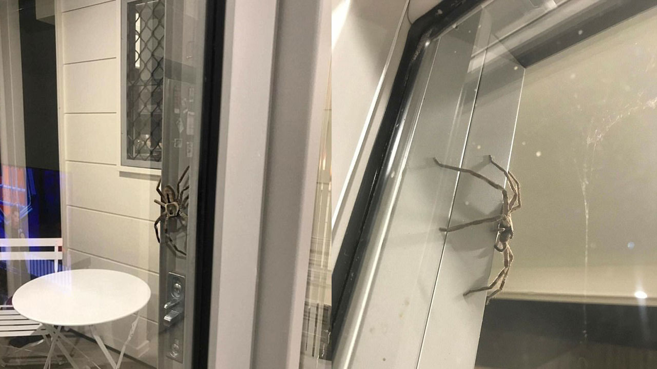 spider-header_339930