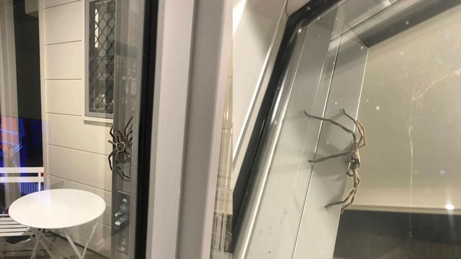 spider-header_339930