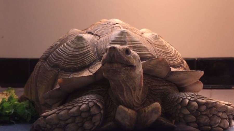 tortoise_339854