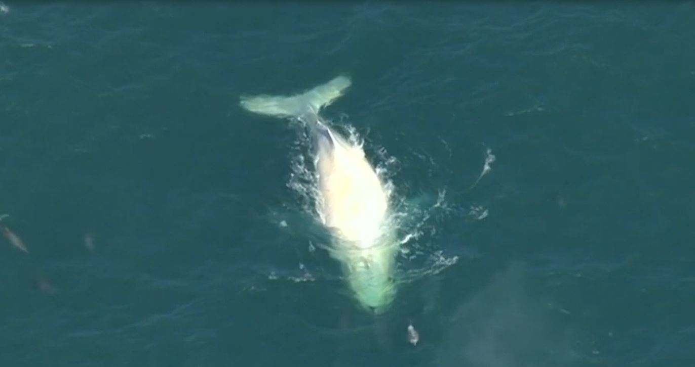 whaleweb_335336