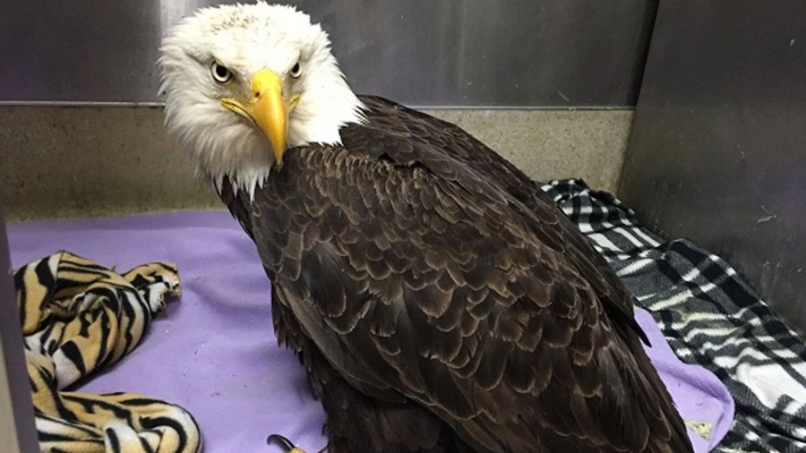 wounded-bald-eagle_331670