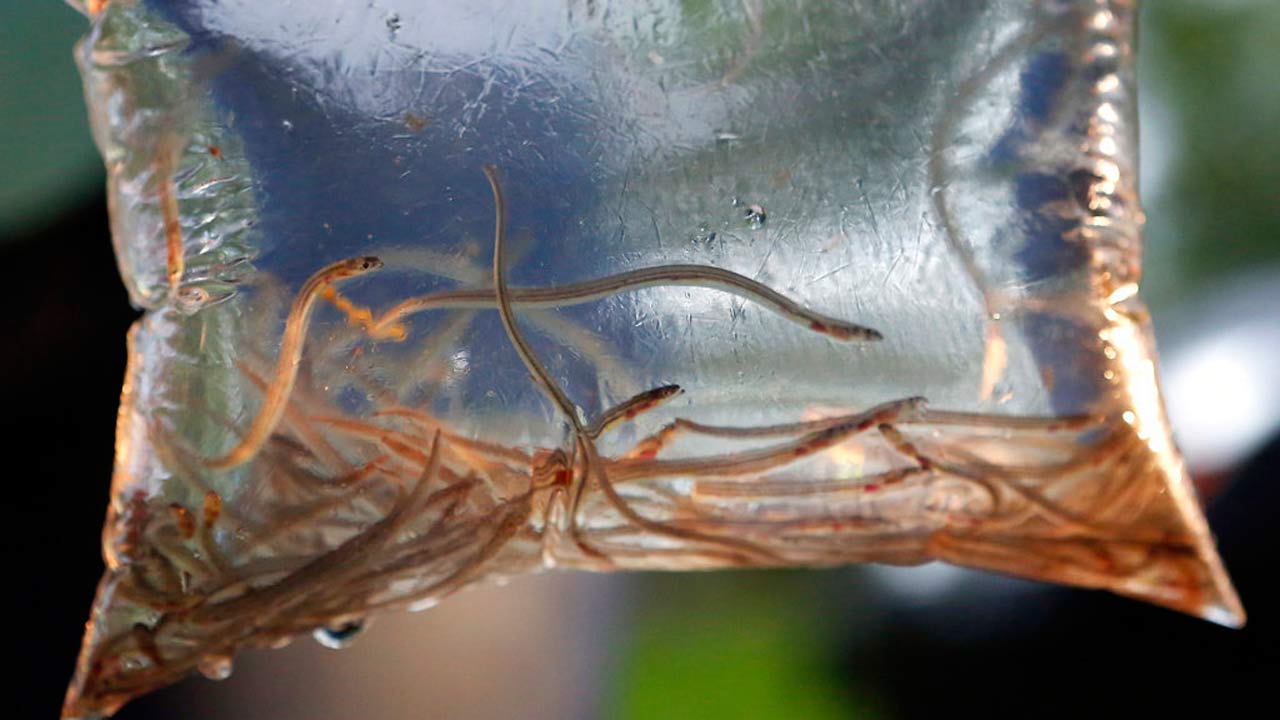 baby-eels_342308