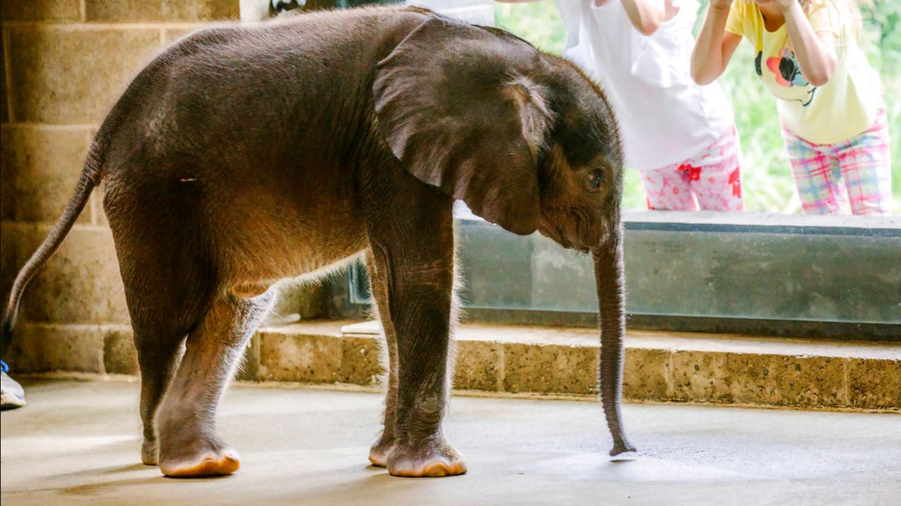 babyelephant_347105