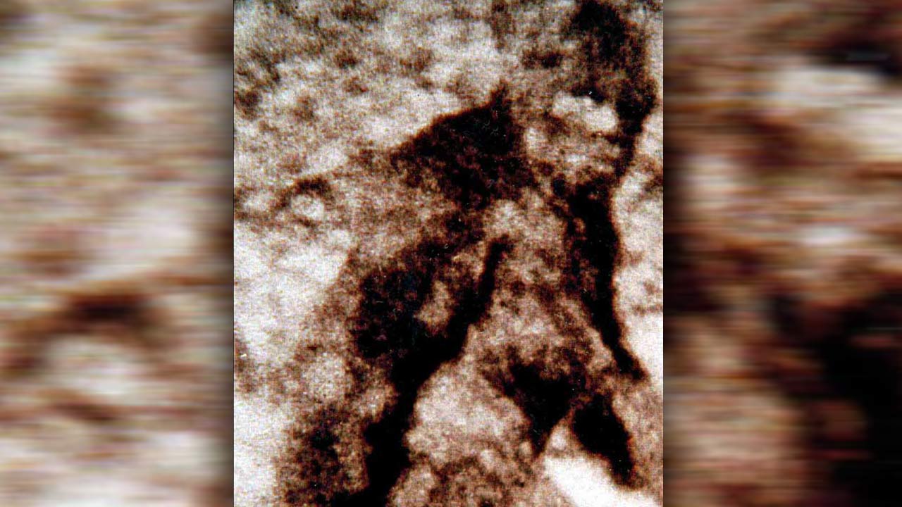 bigfoot-photo_342343